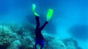 Australie: 91% de la Grande Barrière de corail a subi un "blanchissement"