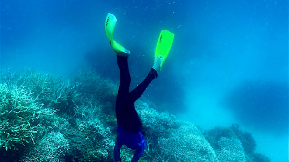 Great Barrier Reef sees fragile coral comeback