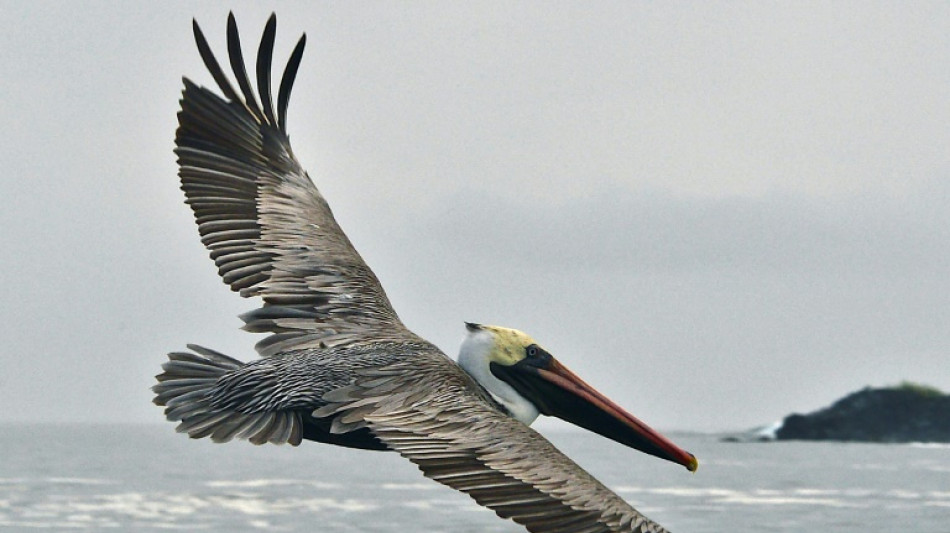 How tackling invasive species on land can spark 'stunning' improvements at sea