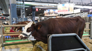 Neige, fierté d'un agropastoralisme montagnard, a pris ses quartiers au salon