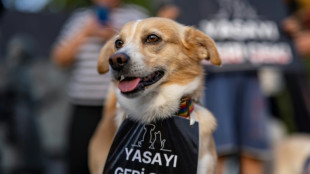 Turkish stray dog law sparks opposition anger