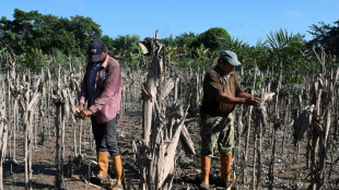 Amérique centrale: la détresse des agriculteurs face aux phénomènes climatiques extrêmes à répétition