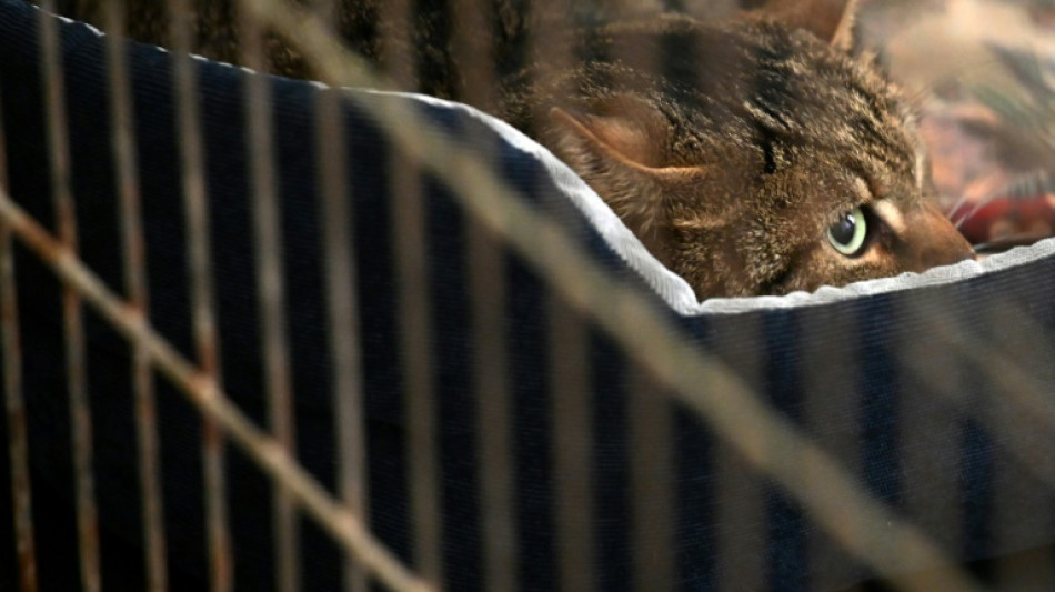 En la capital de Ucrania, un refugio para animales supervivientes de la guerra