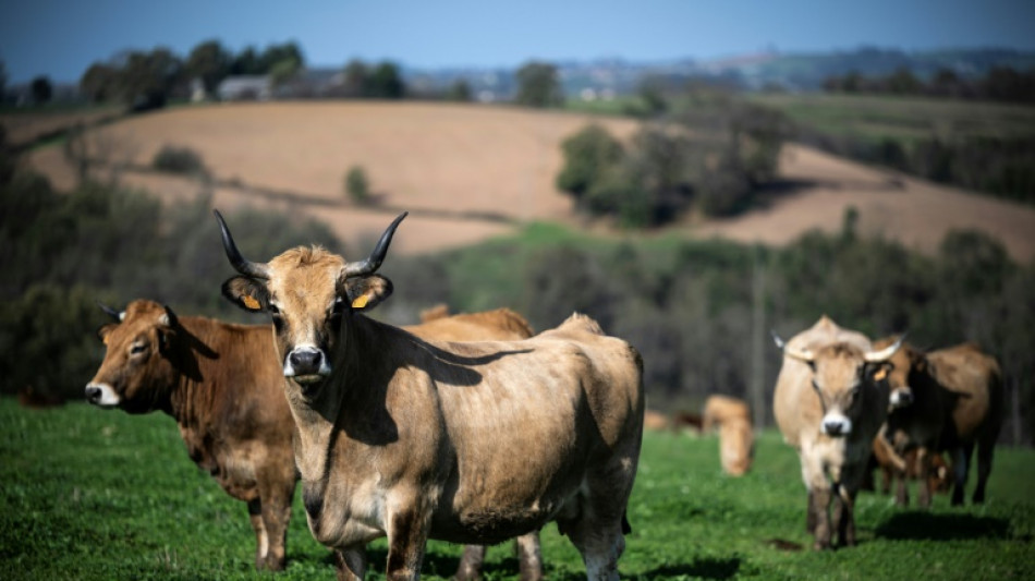 En Occitanie, la colère gronde chez des éleveurs "à bout de nerfs"