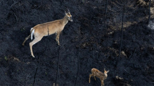 Los incendios forestales en Canadá causan estragos en la fauna salvaje