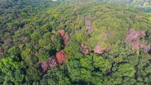 Beeches thrive in France's Verdun in flight from climate change