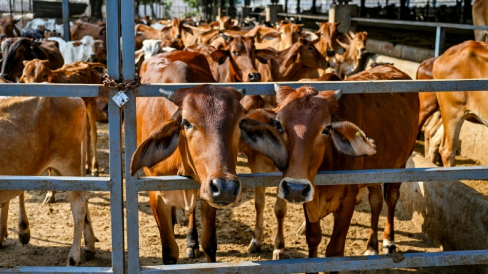 Las vacas sagradas de India, al servicio de la transición energética