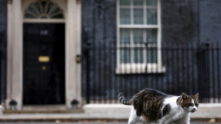 Kater Larry bekommt Konkurrenz in der Downing Street