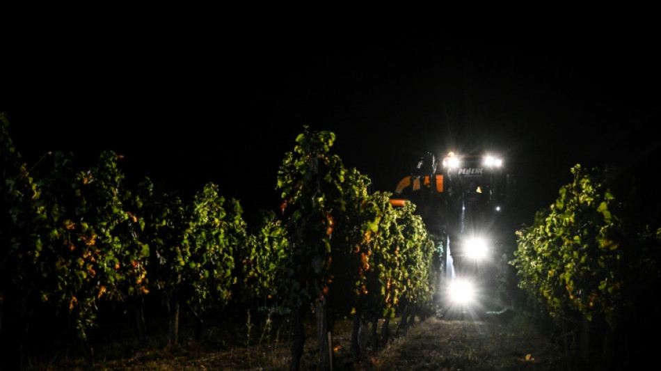 Climate change pushes Bordeaux winemakers to harvest at night