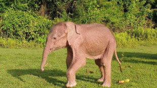 Rare white elephant born in Myanmar: state media