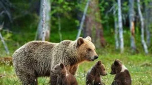 Ispra, 'sopprimere l'orsa Kj1 una decisione politica'