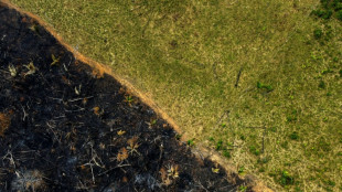 Staaten des Amazonas-Gebiets beraten in Kolumbien über Rettung des Regenwaldes