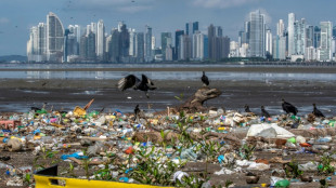 Plastic-eating fungi found in Chinese coastal salt marshes