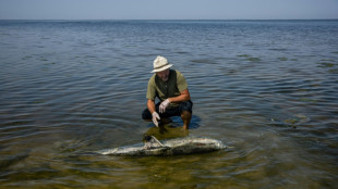 Black Sea dolphins casualties of Russia's war in Ukraine