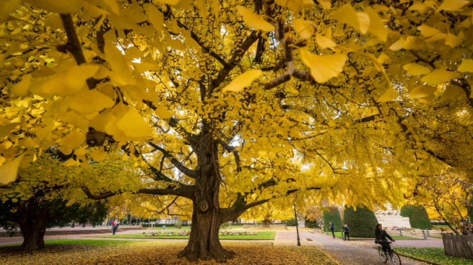 One in three tree species at risk of extinction: report