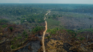 Abholzung im Amazonas-Regenwald nimmt erstmals seit 15 Monaten zu