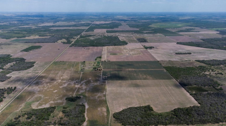 El comercio de colágeno es otra fuente de deforestación en Paraguay, denuncia una ONG