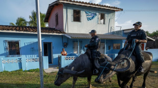 El búfalo de agua, amo y señor de la isla brasileña de Marajó