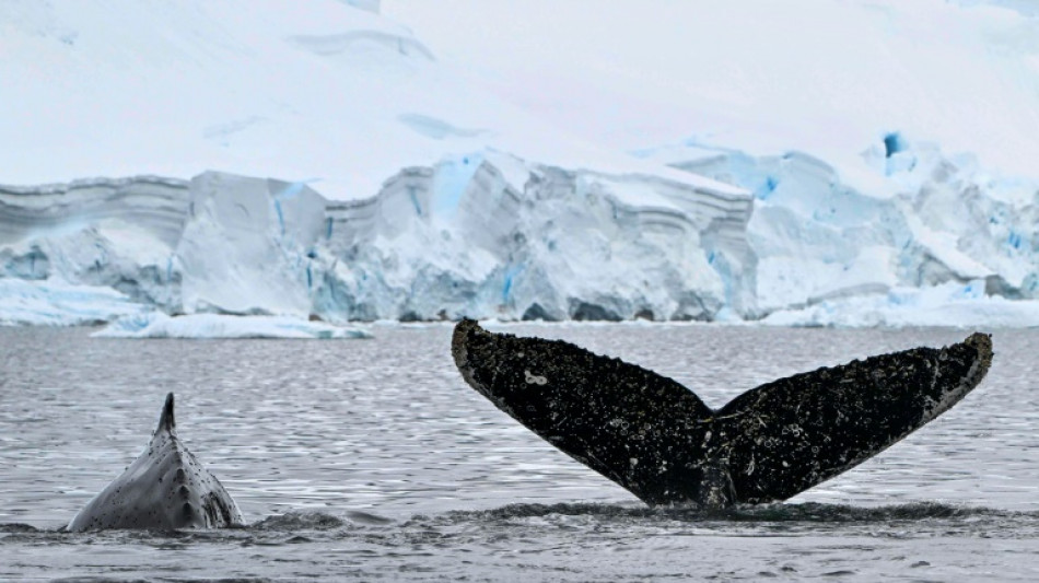 Les vagues de chaleur marine, nouvelle menace pour les baleines à bosses ?