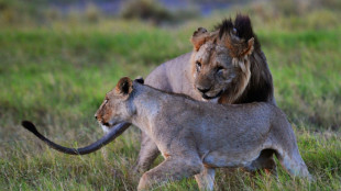 Six lions killed by herders in Kenya