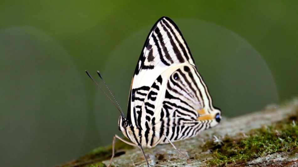 In Ecuadoran Amazon, butterflies provide a gauge of climate change
