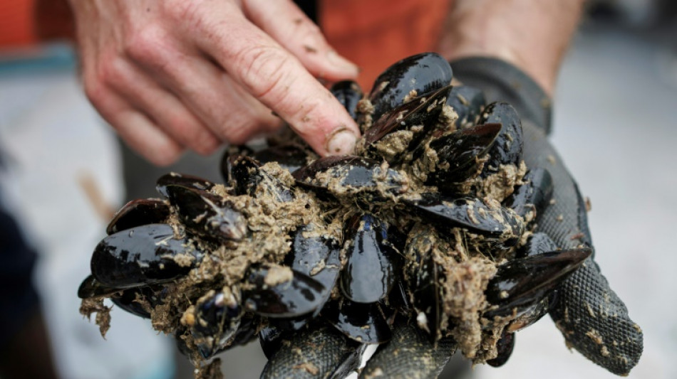 Le pari osé de la moule 100% belge face à la domination de la "zélandaise"