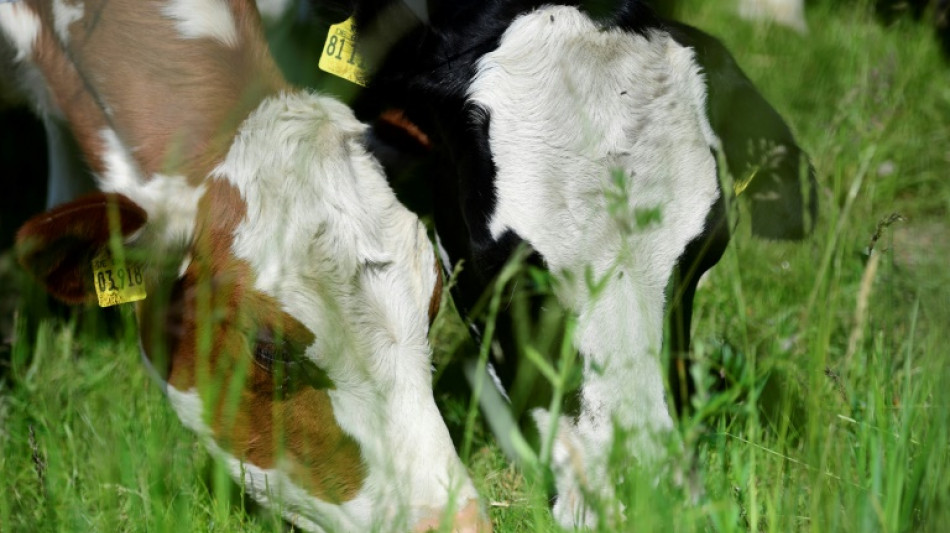 EU-Rechnungshof sieht schwere Fehler bei Fördergeld-Vergabe für Bio-Landwirte