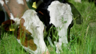 Produktion von tierischer Trinkmilch 2021 um über sieben Prozent zurückgegangen