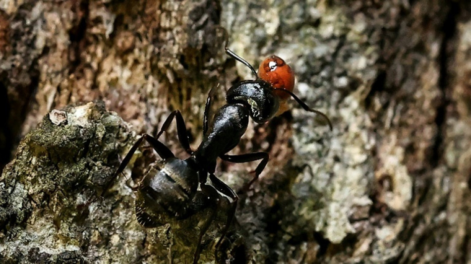 How many ants are on Earth? 20 quadrillion, study says