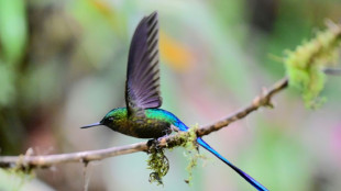 Activists seek clarity over mining ban in Ecuador forest reserve