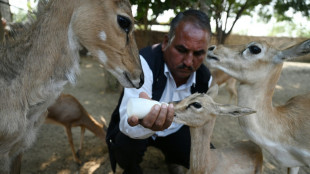 En Inde, pour les bishnoï, "mieux vaut une tête coupée qu'un arbre abattu"