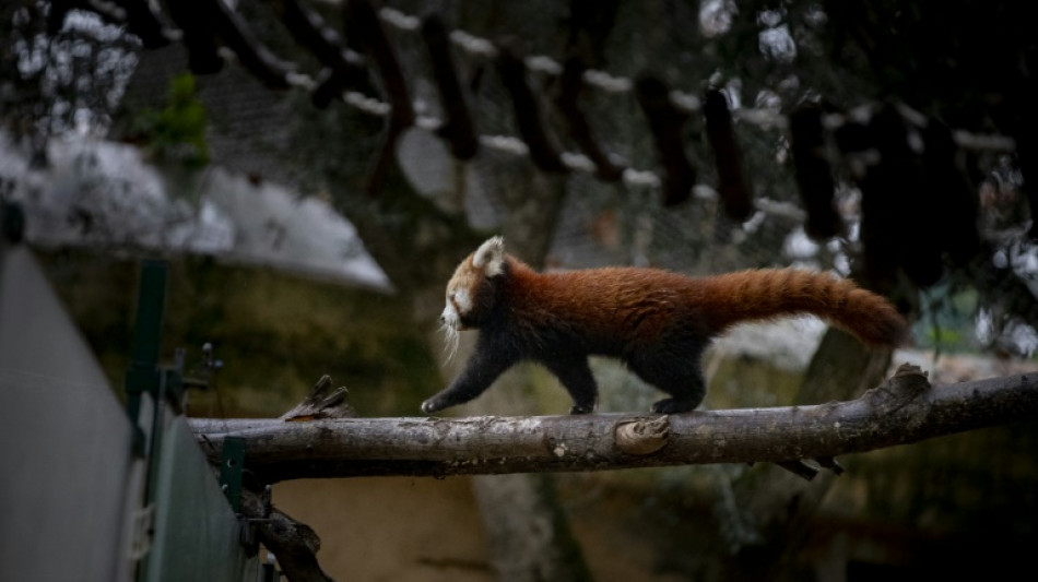 Présentation d'un bébé panda roux au zoo de Lisbonne