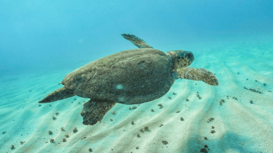 La reproduction et la survie des tortues marines menacées par le réchauffement climatique, selon une étude