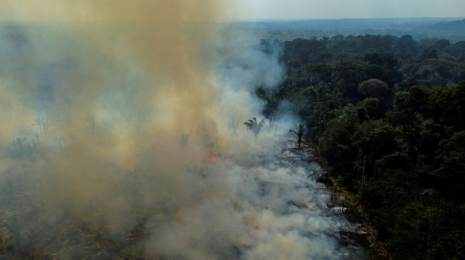 Brazilian Amazon deforestation up 150% in Bolsonaro's last month