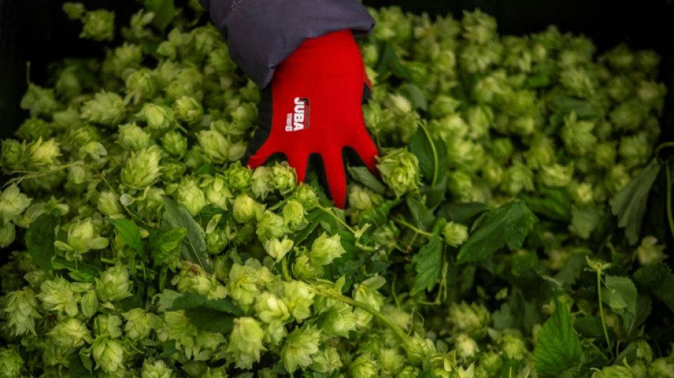 En España, lúpulo de alta tecnología para proteger la cerveza del cambio climático