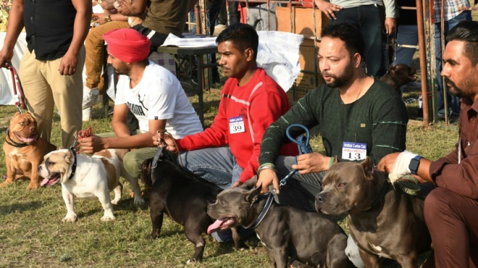 Hündin der Rasse American Bully gilt in Berlin als gefährlich