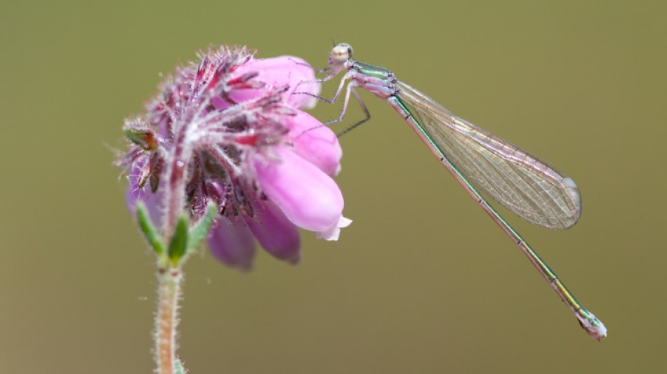 After miraculous comeback, damselfly in distress again