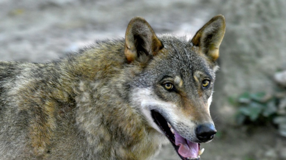 EU states back plan to downgrade wolf protection status