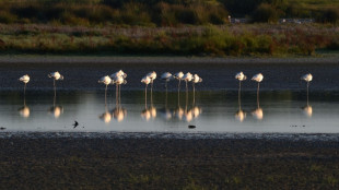 El agua del gran parque natural de Doñana desata una guerra política en España