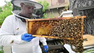 Abejas de California esperan por días soleados para producir miel