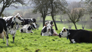 Climat: la France cherche à résoudre le "paradoxe de la vache qui broute"