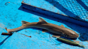 L'UE joue un "rôle clé" dans le commerce de requins, dénonce l'ONG Ifaw