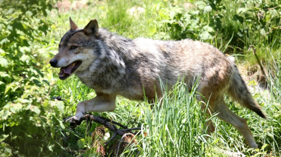 Zahl illegaler Wolfstötungen in Sachsen binnen einem Jahr auf vier verdoppelt