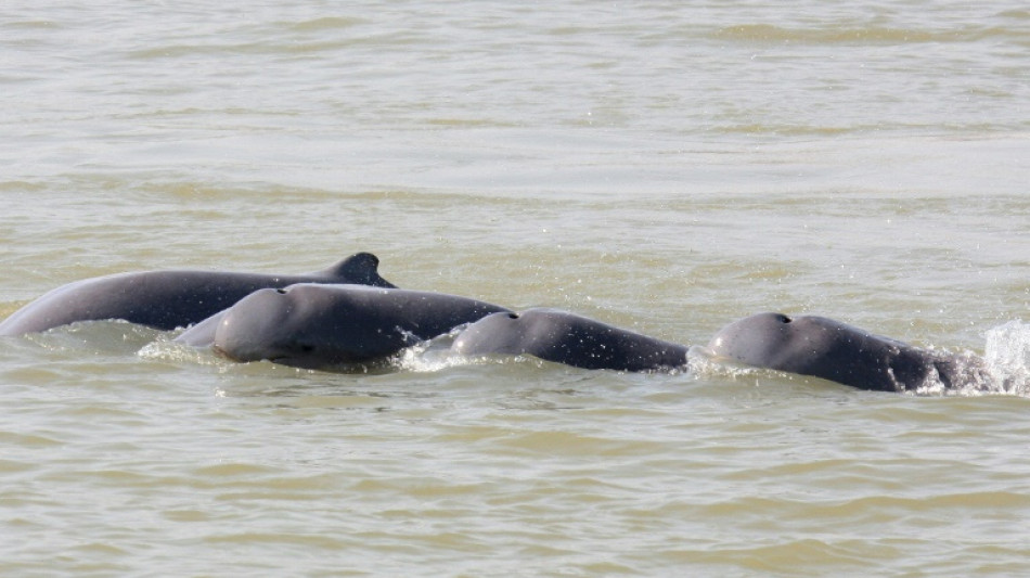 Cambodge : vers la création sur le Mékong de zones de protection de dauphins en danger