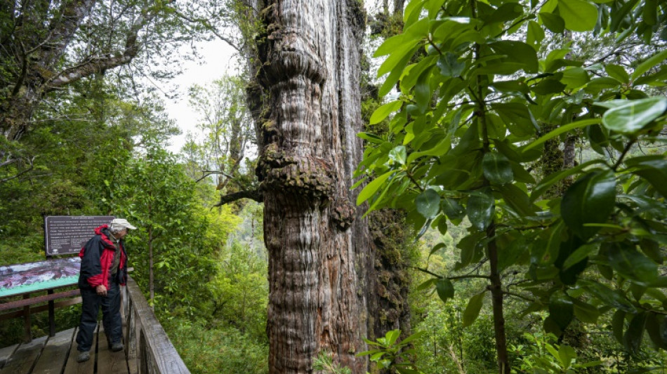 Au Chili, un arbre vieux de 5.000 ans, "capsule temporelle" de l'adaptation au changement climatique