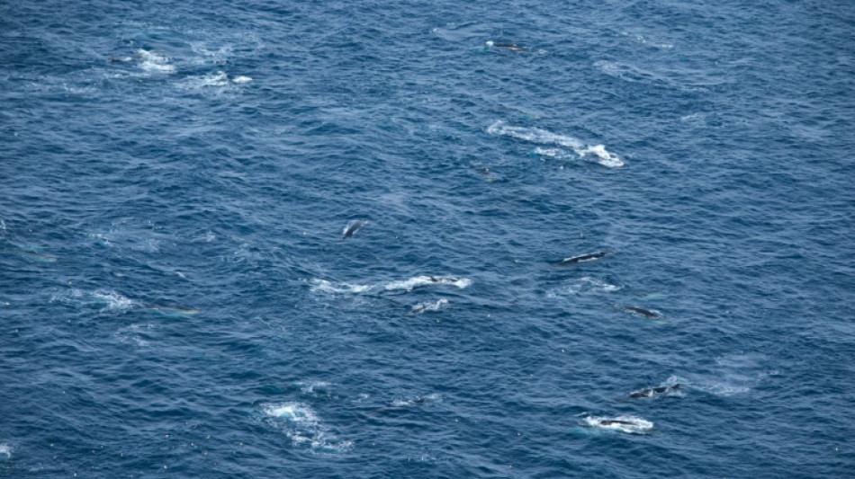 Un centenar de rorcuales vistos en la Antártida