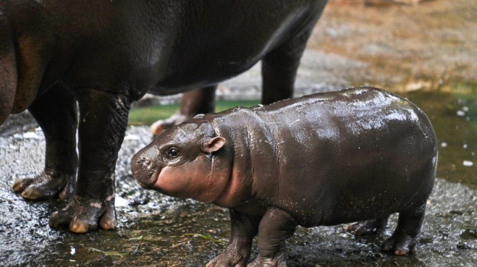 Un bébé hippo pygmée devient une vache à lait pour un zoo thaïlandais