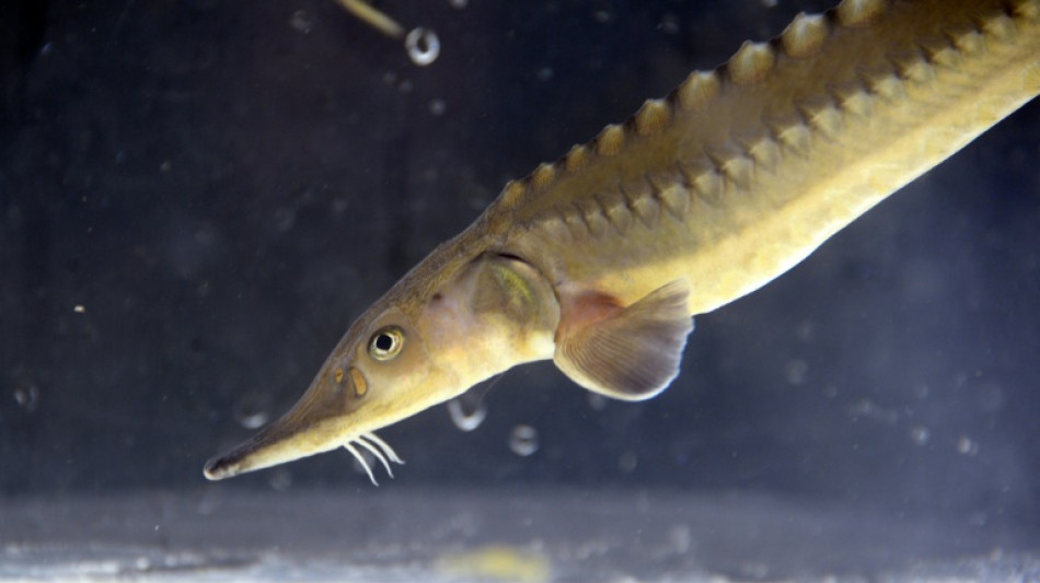 Swiss native fish in troubled waters