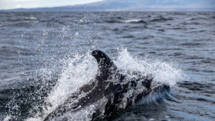 La gripe aviar se extiende por las costas de Chile y mata a casi 9.000 especies marinas