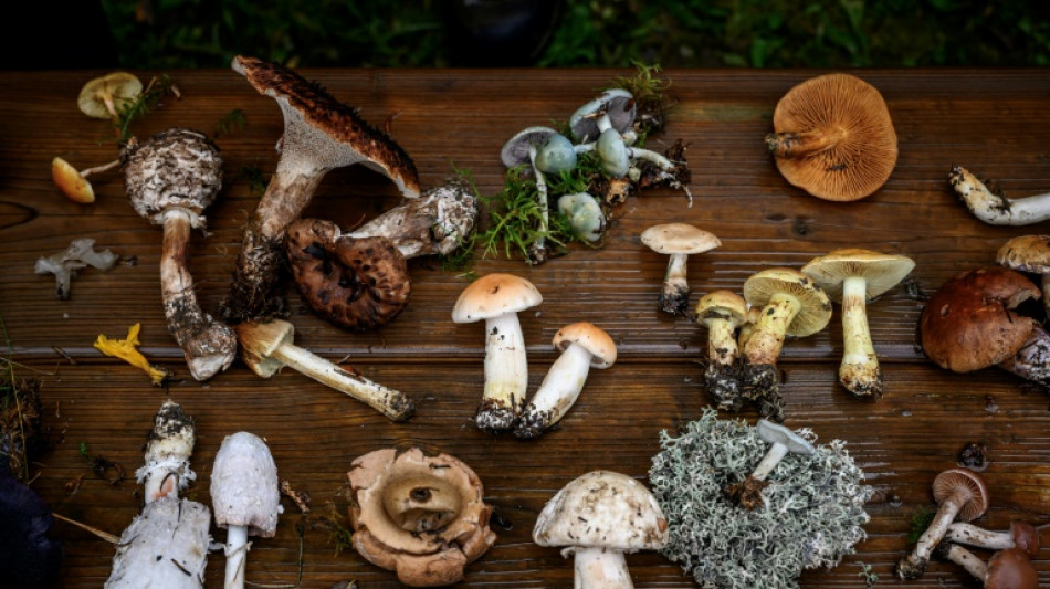 Picky protection rules hamper Swiss mushrooming craze